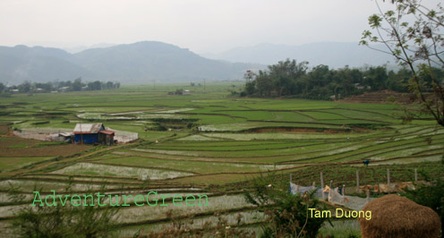 Rice fields at Tam Duong