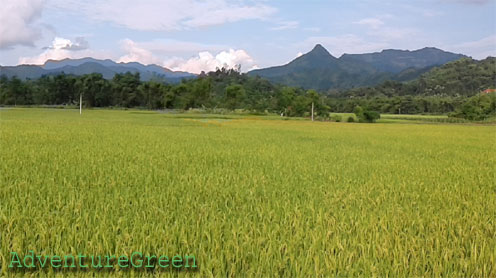 Rice fields near Pho Rang, Lao Cai, on the way to Ha Giang