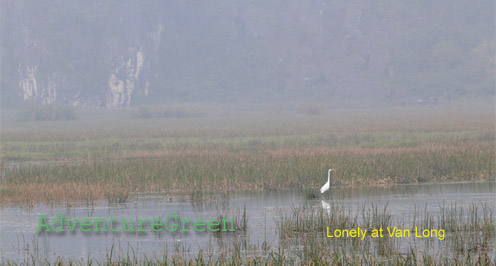 A lonely stork at Van Long