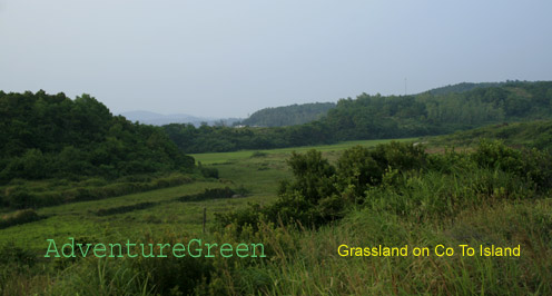 A patch of grassland on Co Co Island