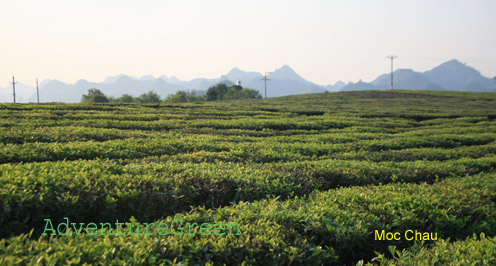 Tea plantations at Moc Chau