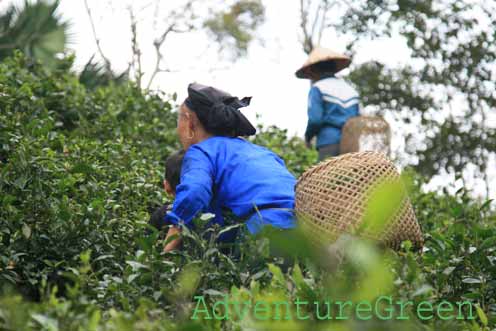 Picking tea leaves at Tan Cuong, Thai Nguyen
