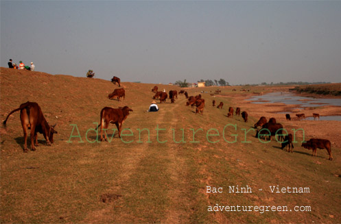 Red River Dike, Bac Ninh