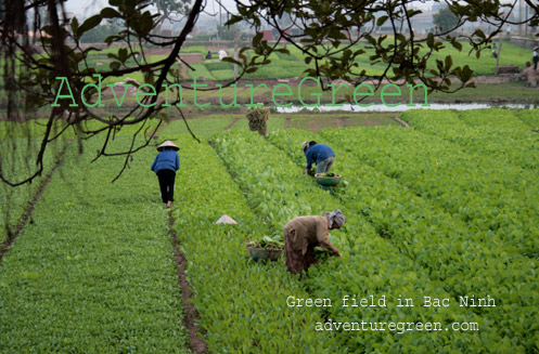 Green field in Bac Ninh