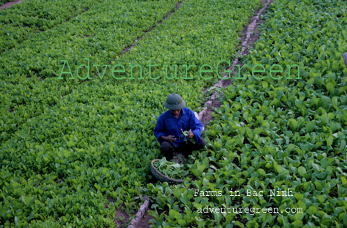 Tilling vegetable farms at Bac Ninh