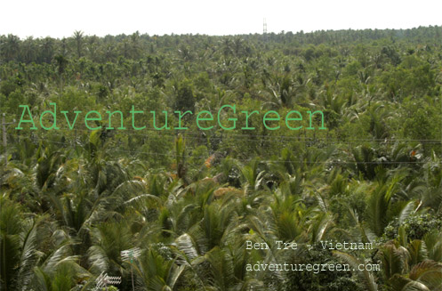 A coconut forest at Ben Tre