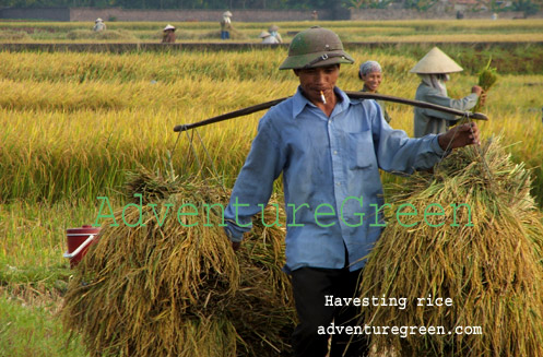 Havesting rice in Ha Tay Province