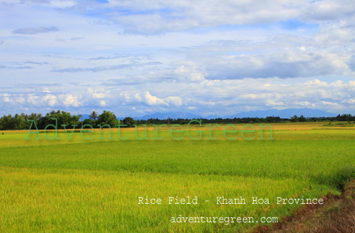 Rice field in Khanh Hoa Province