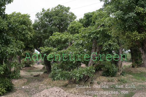 Bonsai gardens at Nam Dinh