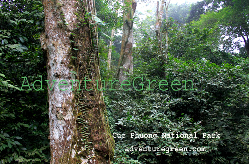 untouched nature at Cuc Phuong National Park