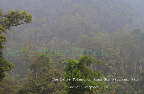 The dense forest of Xuan Son National Park