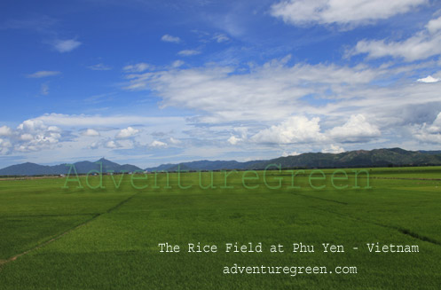 Vast rice field at Phu Yen Vietnam
