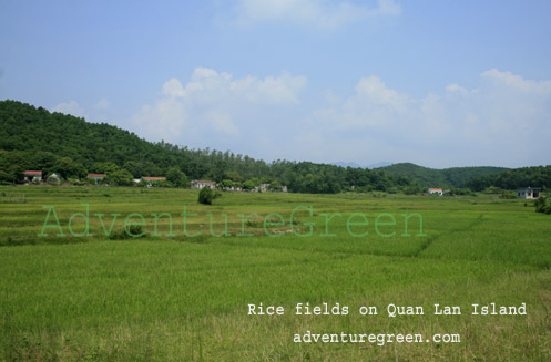 Rice fields on Quan Lan Island