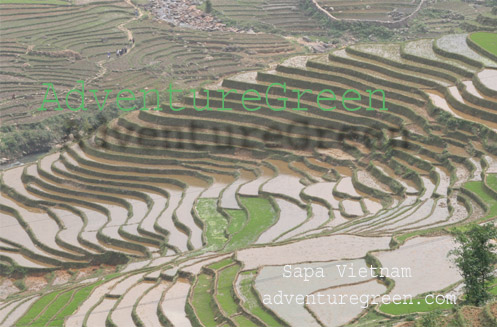 Flooded terraces at Sapa, Vietnam