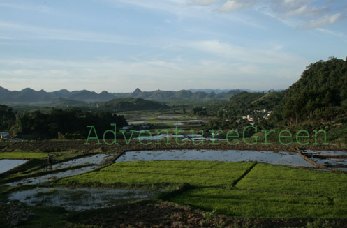 Rice fields at Moc Chau