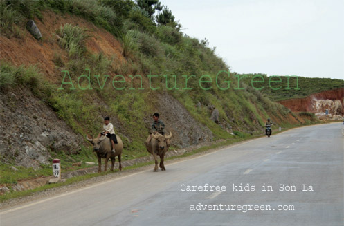 Kids riding buffaloes at Moc Chau