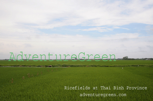 Rice fields at Thai Binh Vietnam