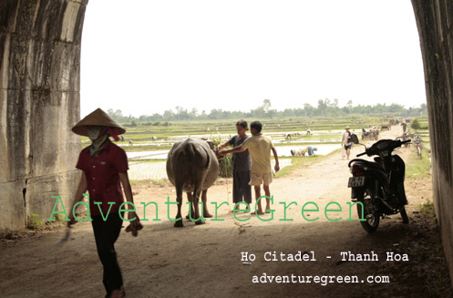 An old couple by their water buffalo