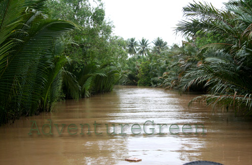 Coconut forests on the Mekong River in Tien Giang Province