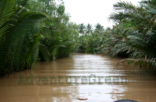 Coconut forest at My Tho, Tien Giang