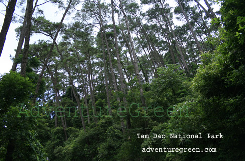 Tam Dao National Park, Vinh Phuc