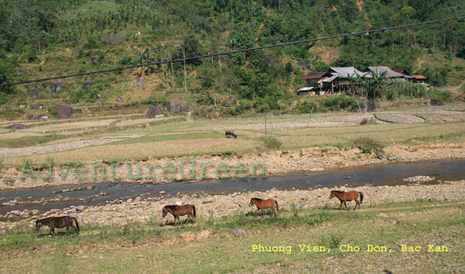 Phuong Vien, Cho Don