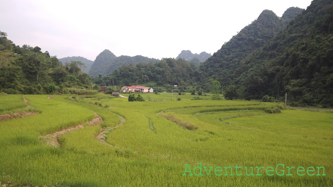 Ricefields near the Chinese border