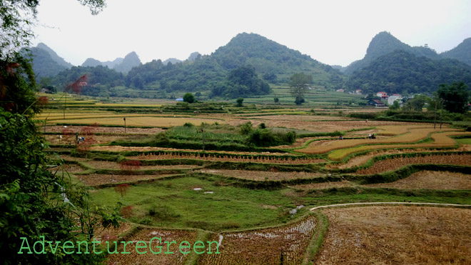 Ricefields in the valley