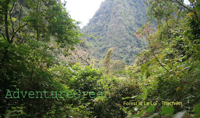 Forest at Le Loi, Thach An