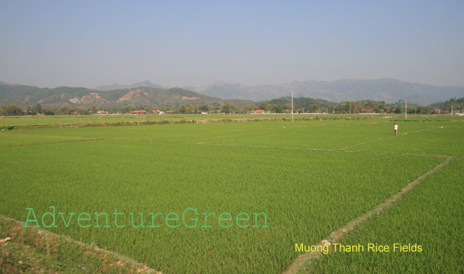 Rice fields at Muong Thanh Valley