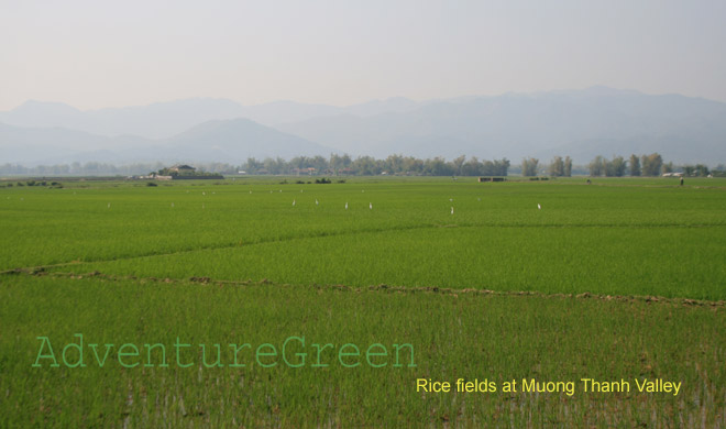 Rice fields in the Muong Thanh Valley