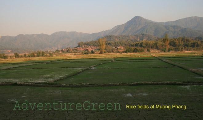 Rice fields at Muong Phang