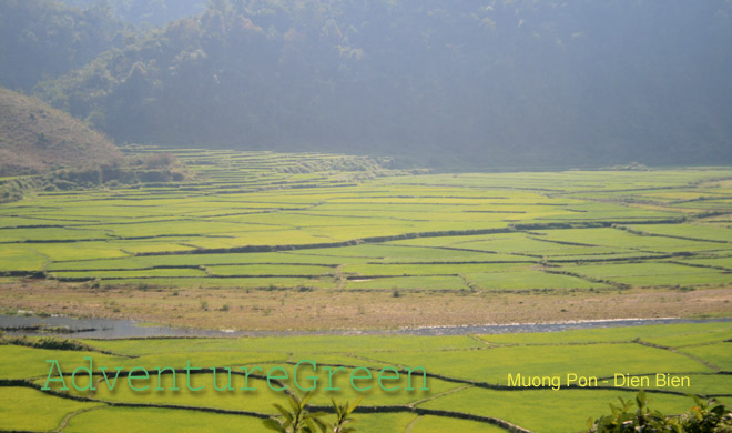 Rice fields at Muong Pon
