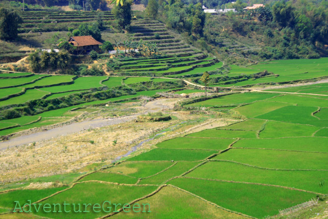 Rice fields at Tuan Giao