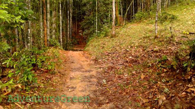 A trekking trail amid a bamboo forest