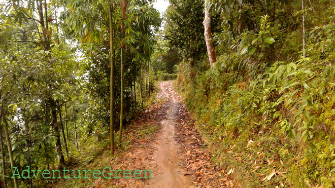 A nice trekking path through a forest at Nam Khoa