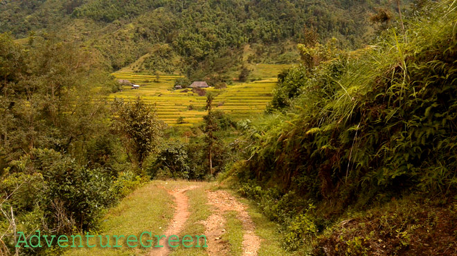 a walking trail amid golden rice terraces at Hoang Su Phi