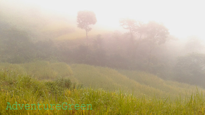 Golden rice terraces in mist at Hoang Su Phi