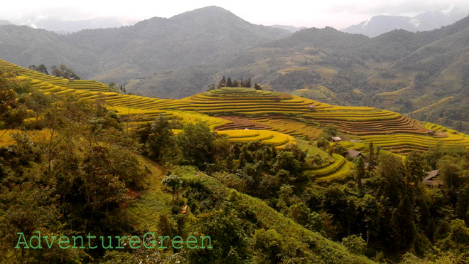 Marvelous rice terraces on the hike at Hoang Su Phi