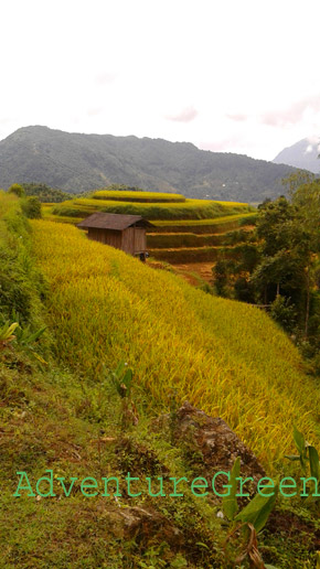 Golden rice terraces on the trek through Nam Son