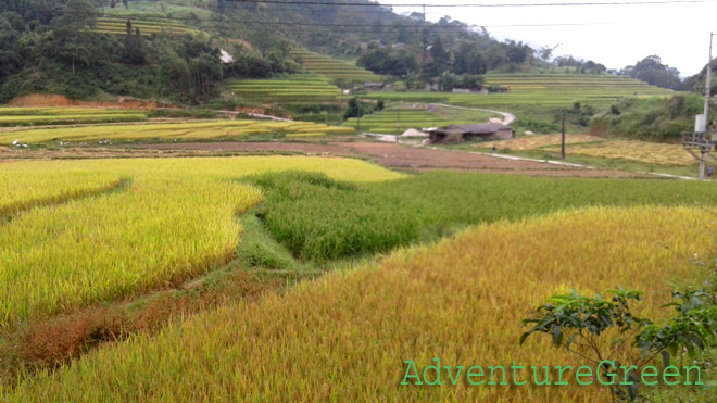 Rice fields at Nam Ty, Hoang Su Phi