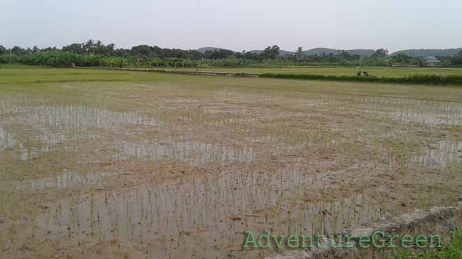 Rice fields at Hai Phong in July sunshine