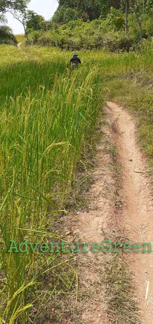 A trail through rice fields at Hang Kia