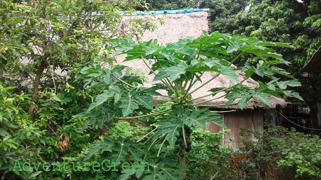 A homestay amid green trees