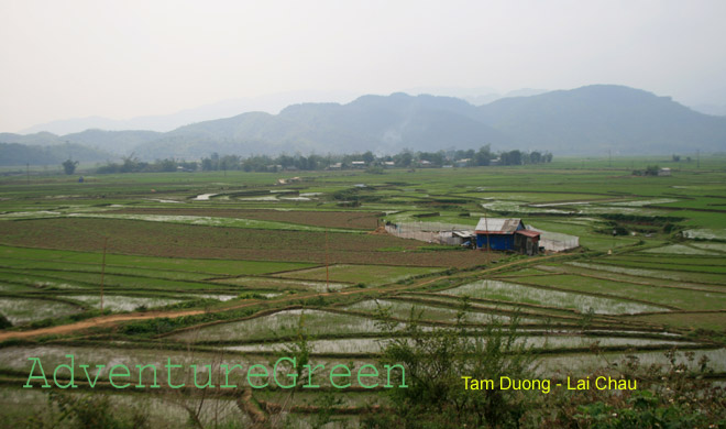 Rice fields at Tam Duong, Lai Chau