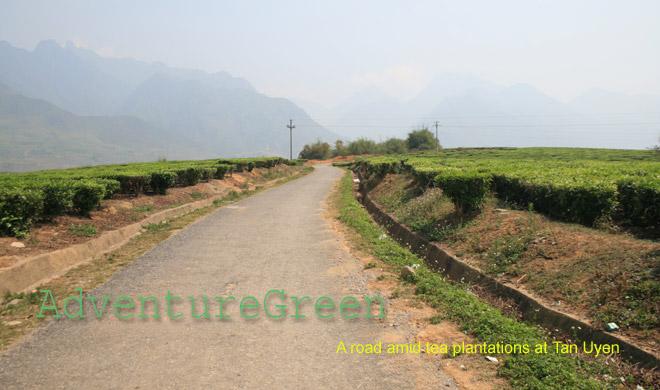 Tea plantations at Tan Uyen