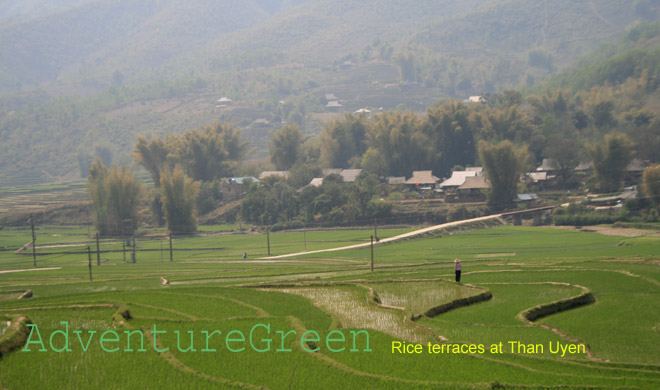 Rice terraces at Than Uyen