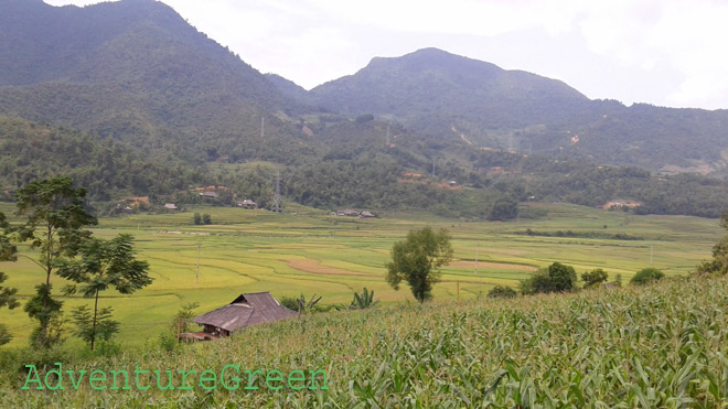 Rice fields at Muong Kim, Than Uyen, Lai Chau