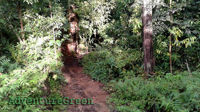 A nice walking trail in the forest