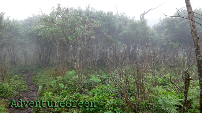 A thin forest near the 2,800m peak